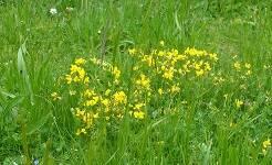 Kingfisher Trail - Meadow on Lisle Lane image